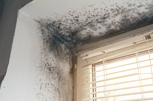 Affordable Bathroom Mold Removal solutions in Saint James, NY
